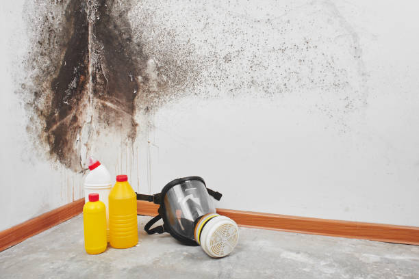 Best Commercial Mold Remediation in Jacksonville Beach, FL