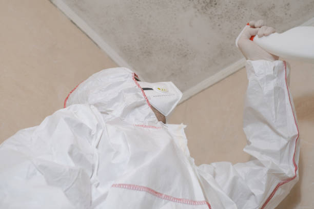 Best Black Mold Remediation in Jacksonville Beach, FL