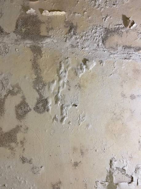 Best Attic Mold Remediation in Jacksonville Beach, FL