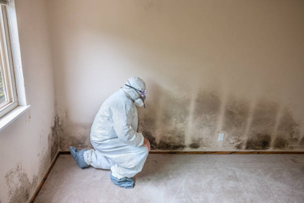 Best Mold Remediation for Specific Building Types in Jacksonville Beach, FL