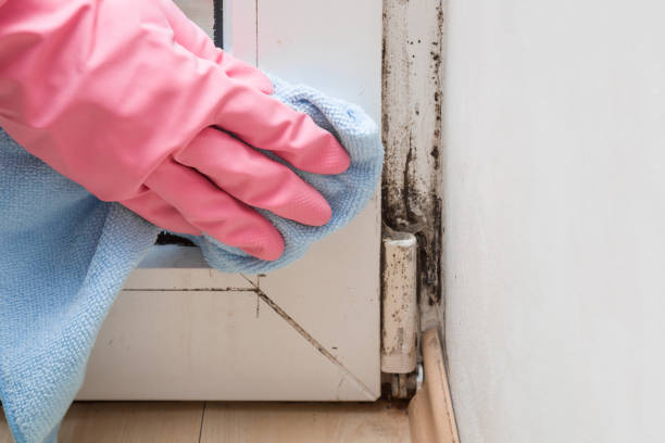 Best Basement Mold Remediation in Jacksonville Beach, FL